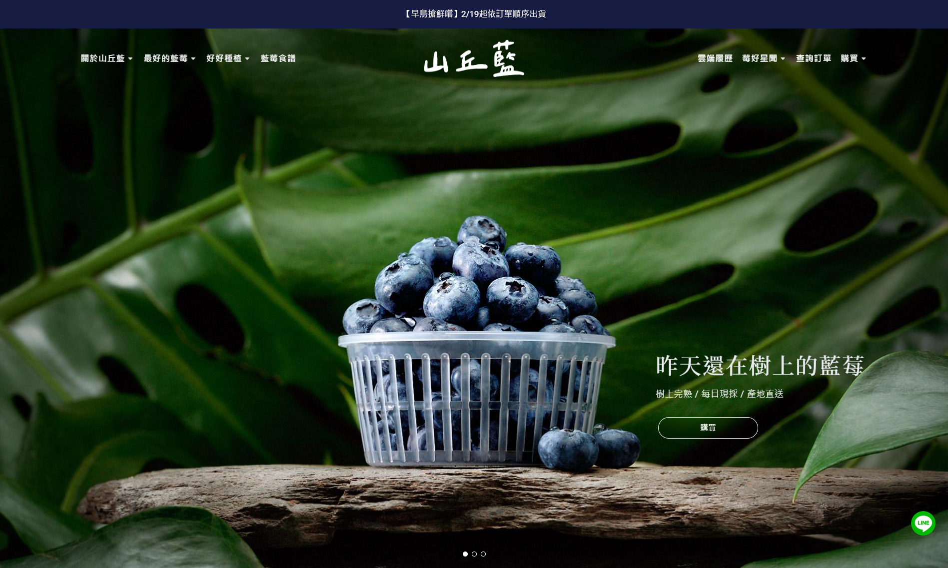 山丘藍台灣藍莓2024